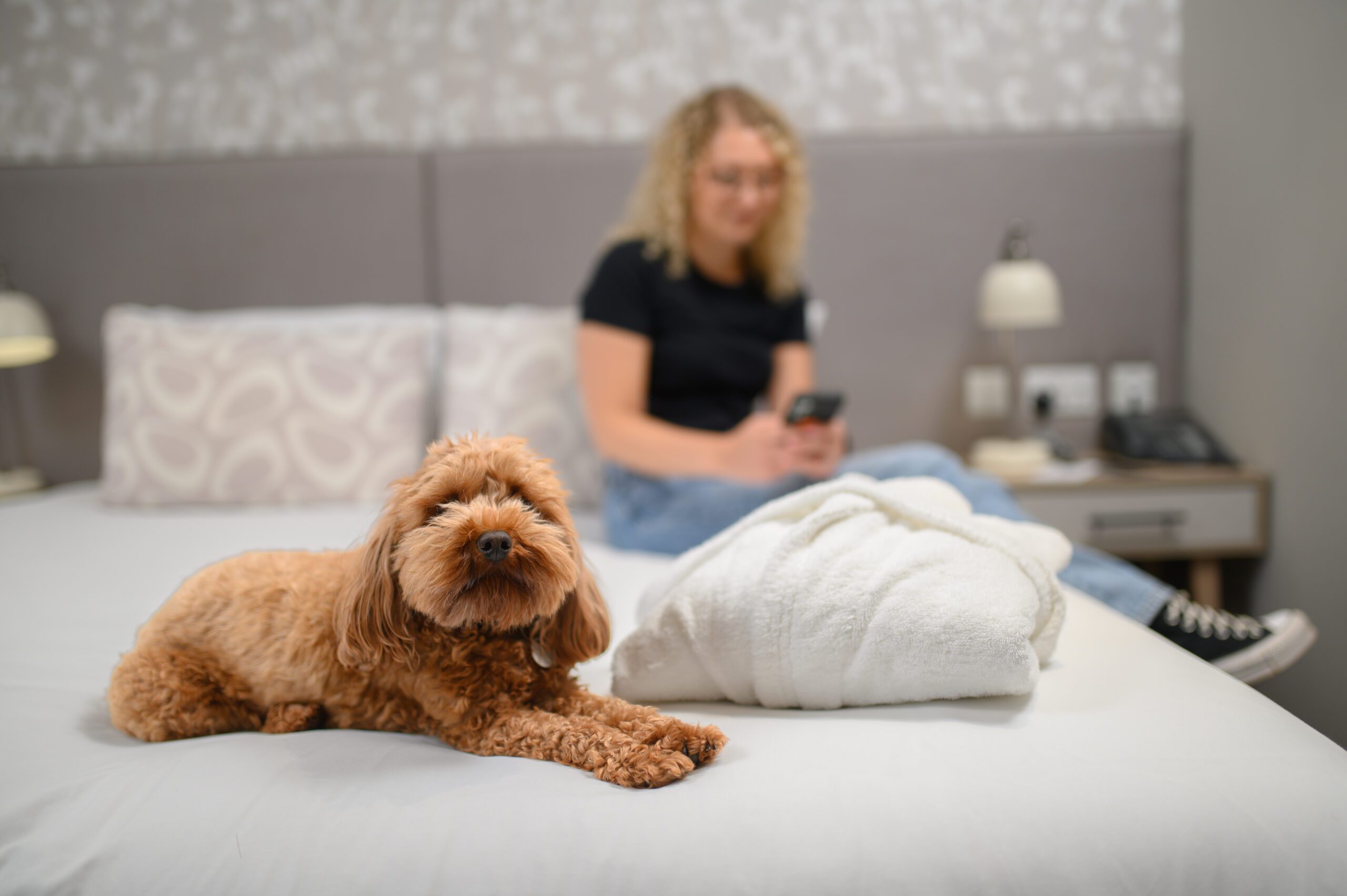 A dog on the bed with their owner sat behind.