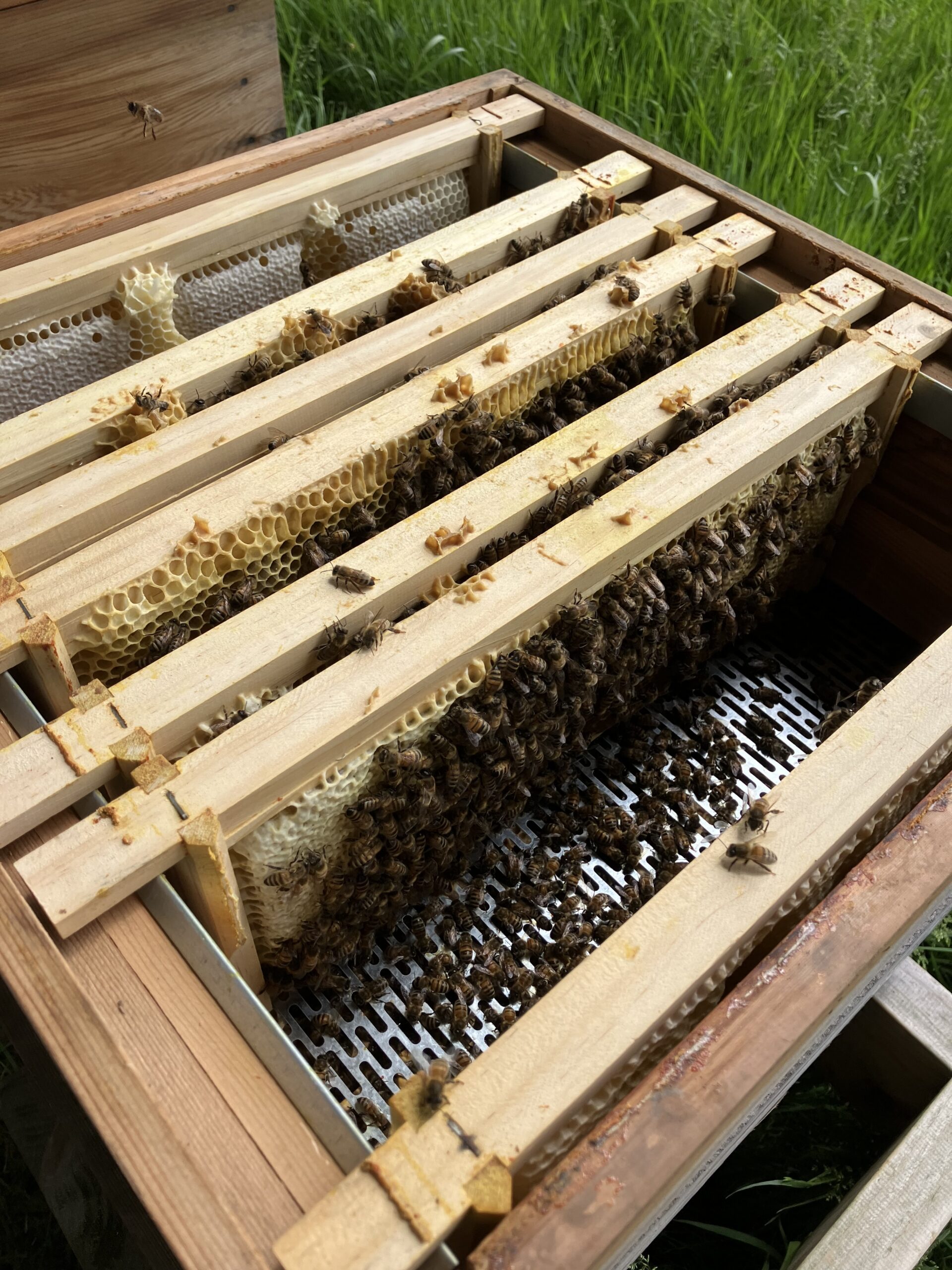 Bees