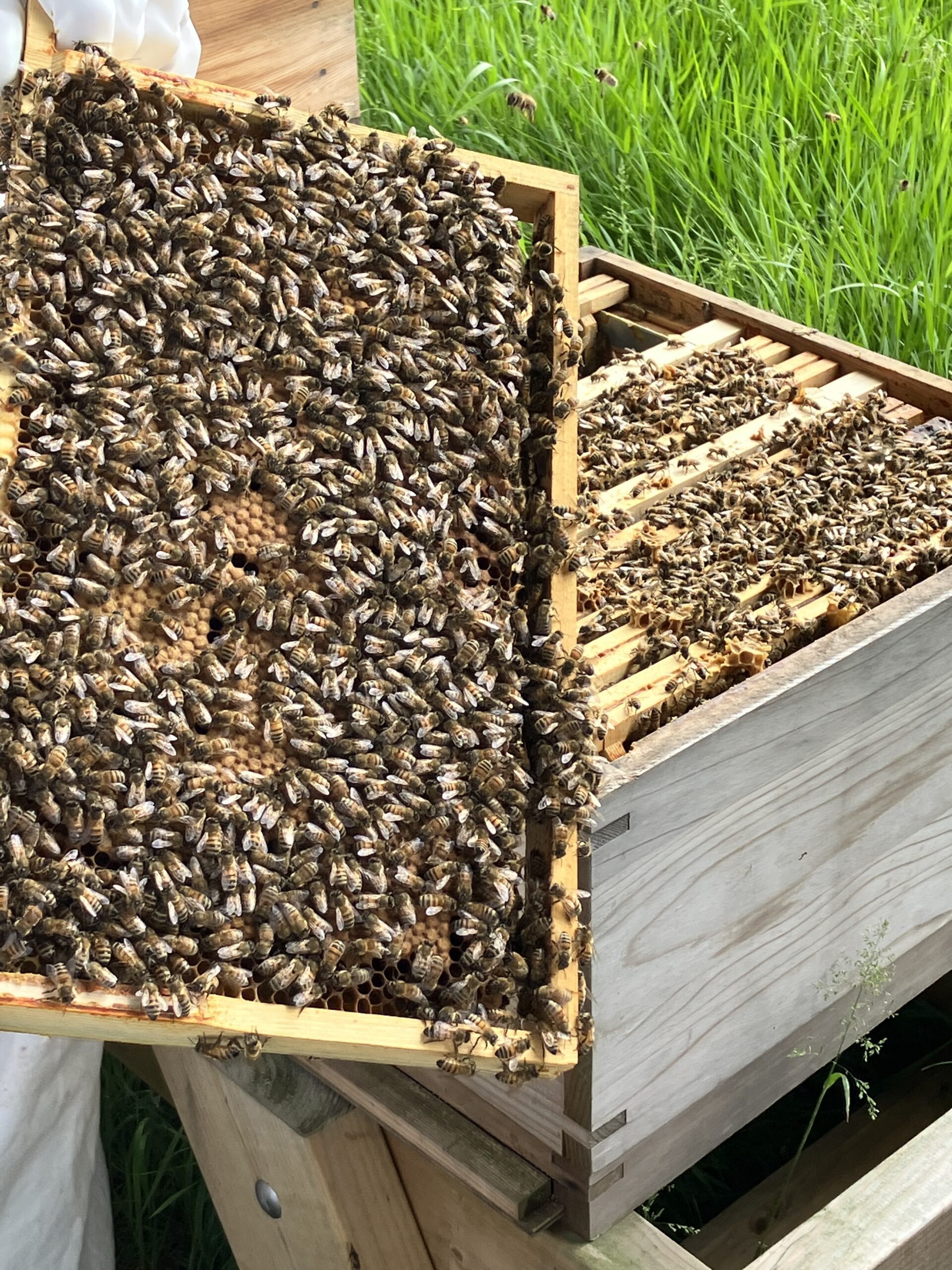 Bees