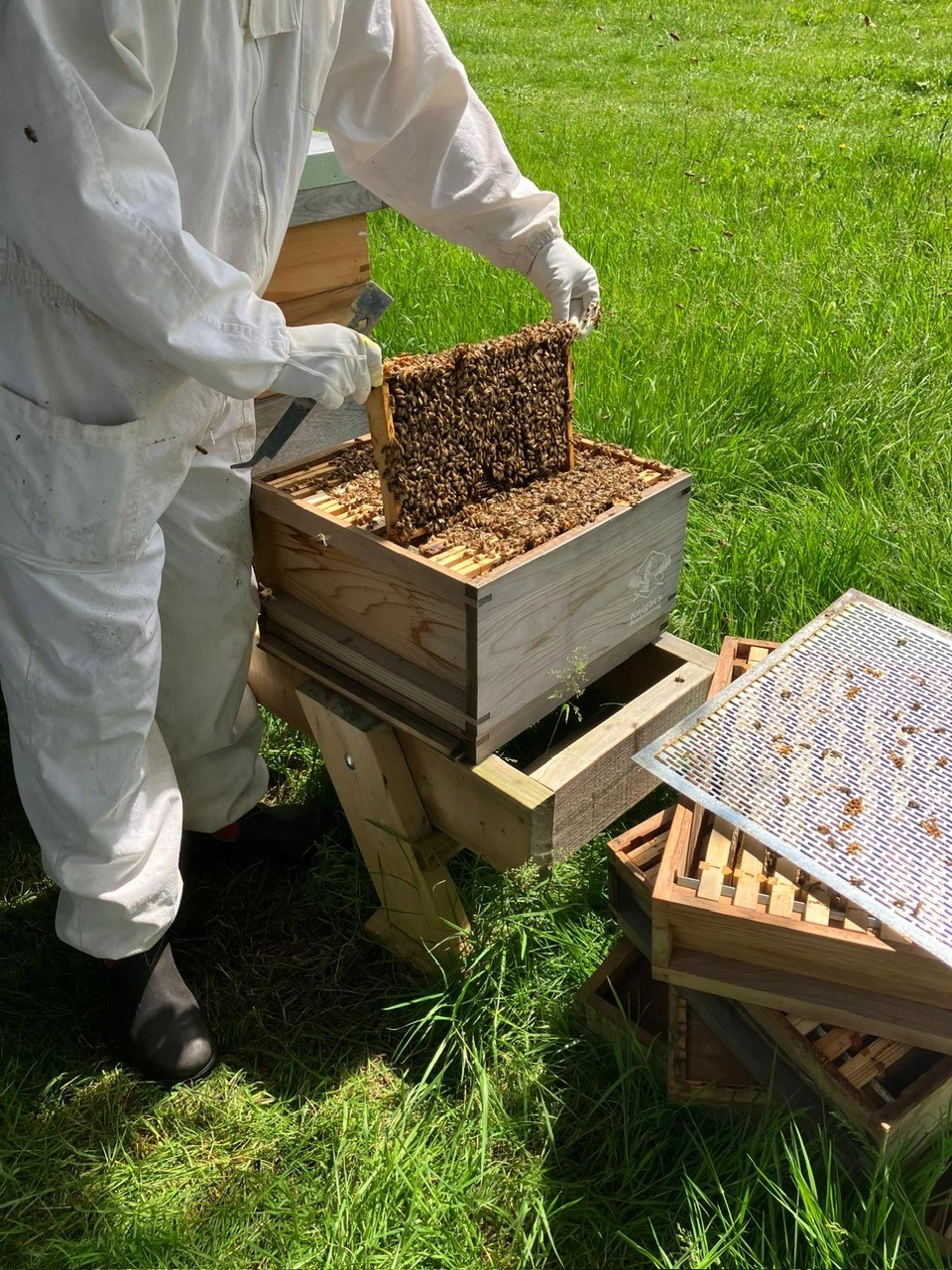 A bee keeper opening the top of a bee hive